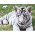 Product ΠΑΖΛ 3D 13820 Animal Planet - White Tiger 100 Κομμάτια thumbnail image