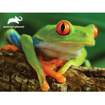 Product Puzzle 13826 3D Animal Planet - Tree Frog 48 Pieces thumbnail image
