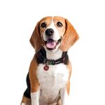 Product Marvel Collar thumbnail image