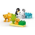Product LEGO® DUPLO®: Οικογένειες Άγριων Ζώων: Πιγκουίνοι & Λιοντάρια (10442) thumbnail image