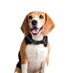 Product DC Batman Collar thumbnail image