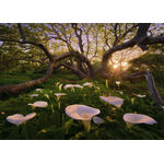 Product Puzzle 29906 St Magic Forests Calla Clearing 1000 Pieces thumbnail image