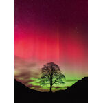 Product Παζλ 30065 St Power Of Nature Sycamore Gap 1000 Κομμάτια thumbnail image