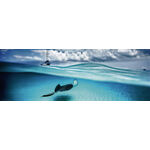 Product Puzzle 29470 Pan Vh Stingray 1000 Pieces thumbnail image