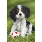 Product Puzzle 56361 My Cutest Baby Animals,3x48 Pieces thumbnail image