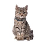 Product DC Batman Collar thumbnail image