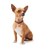 Product Disney Minnie Mouse Collar thumbnail image