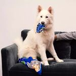 Product Παιχνίδι Σκύλου Marvel Avengers Toy thumbnail image