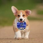 Product Παιχνίδι Σκύλου Marvel Avengers Toy thumbnail image