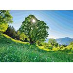 Product Παζλ 59761 Sycamore Maple In The Sunlight - St. Gallen, Switzerland 1000 Κομμάτια thumbnail image