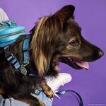 Product Κολάρο Loungefly Harry Potter Hogwarts thumbnail image