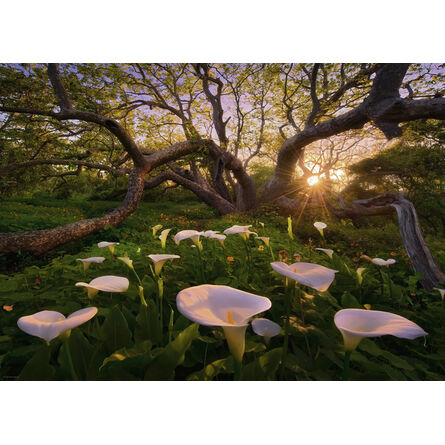 Puzzle 29906 St Magic Forests Calla Clearing 1000 Pieces