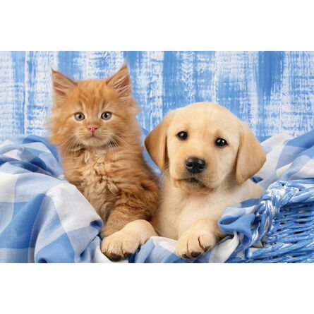 Puzzle 56361 My Cutest Baby Animals,3x48 Pieces