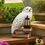 Product Harry Potter  Hedwig Gnome Light image