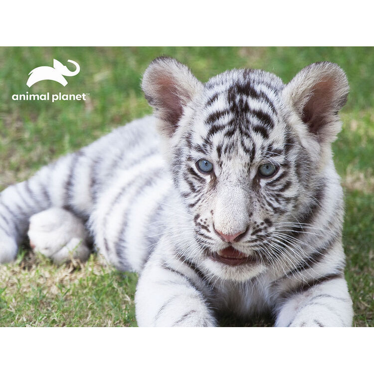 Product ΠΑΖΛ 3D 13820 Animal Planet - White Tiger 100 Κομμάτια image