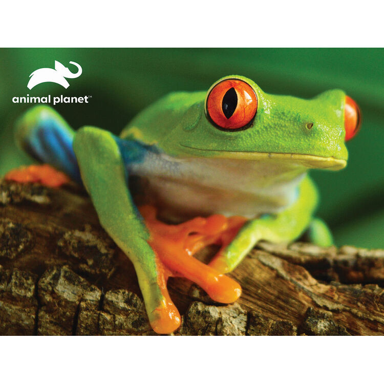 Product Puzzle 13826 3D Animal Planet - Tree Frog 48 Pieces image
