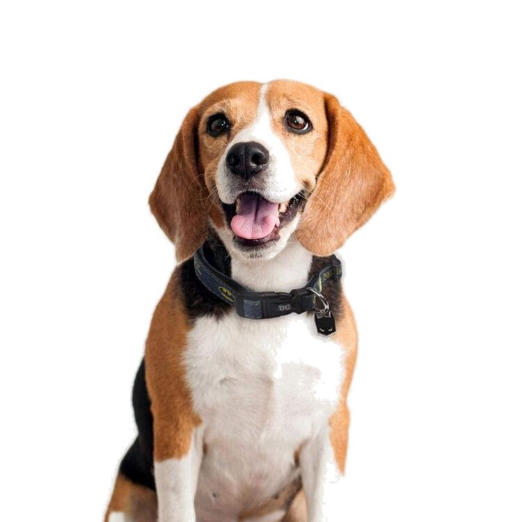 Product DC Batman Collar image