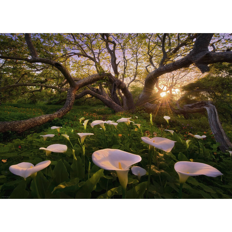 Product Puzzle 29906 St Magic Forests Calla Clearing 1000 Pieces image