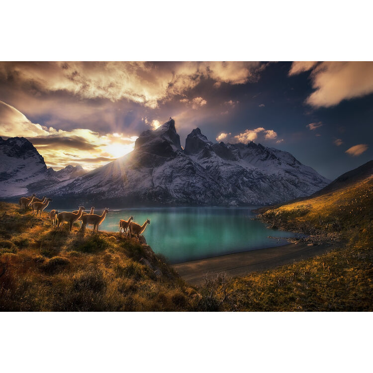 Product Παζλ 29815 St Vh Guanacos 1000 Κομμάτια image