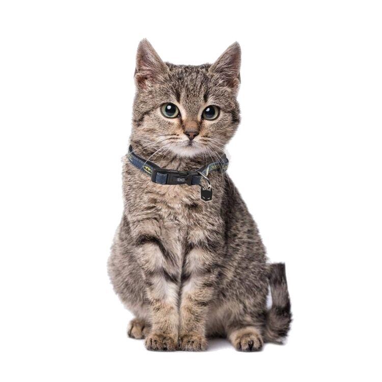 Product DC Batman Collar image