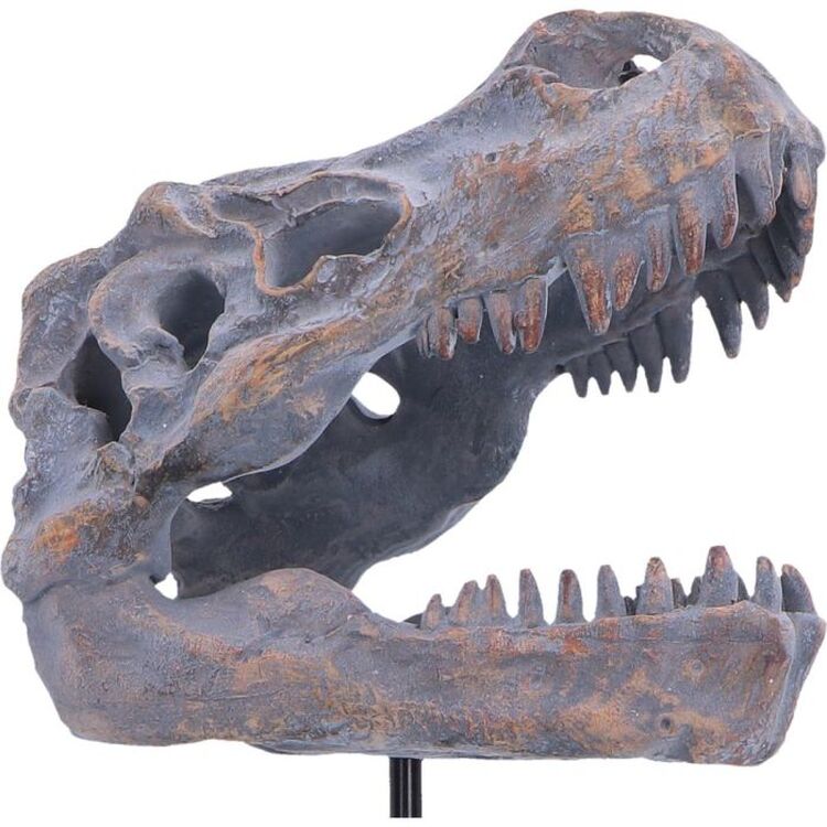Product Φιγούρα Nemesis Now: Tyrannosaurus Rex Skull on Plinth image